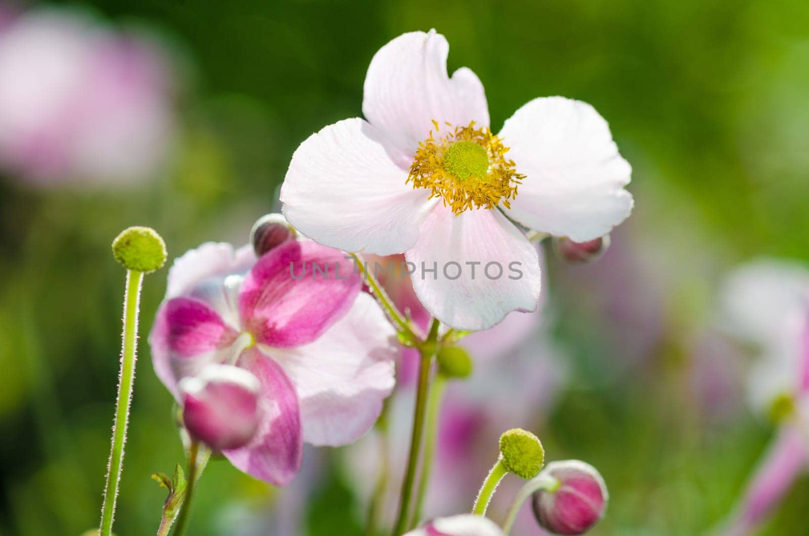Pale pink flower Japanese anemone, close-up. Note: Shallow depth of field