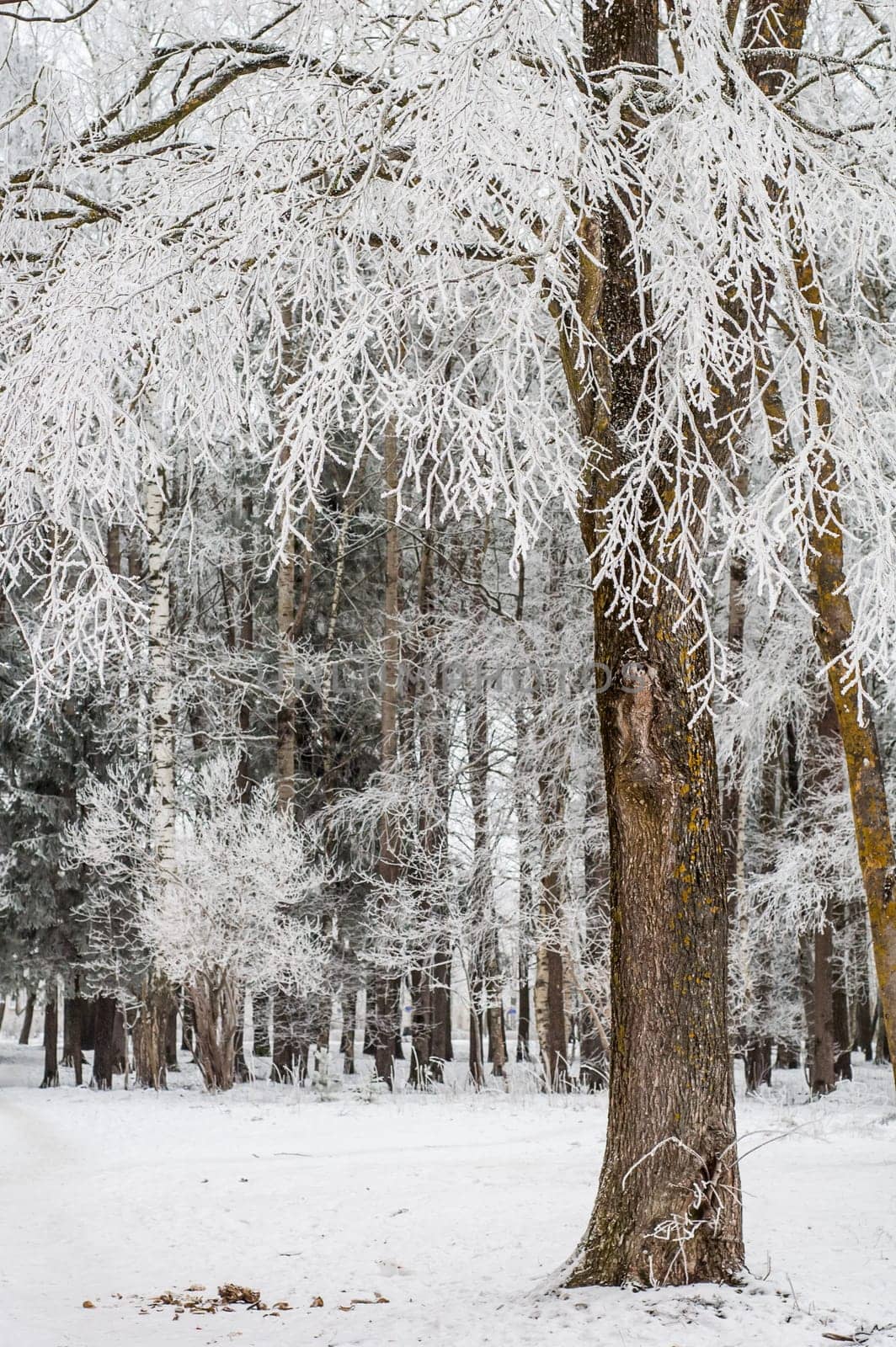 The fog in the winter, the trees covered with hoarfrost