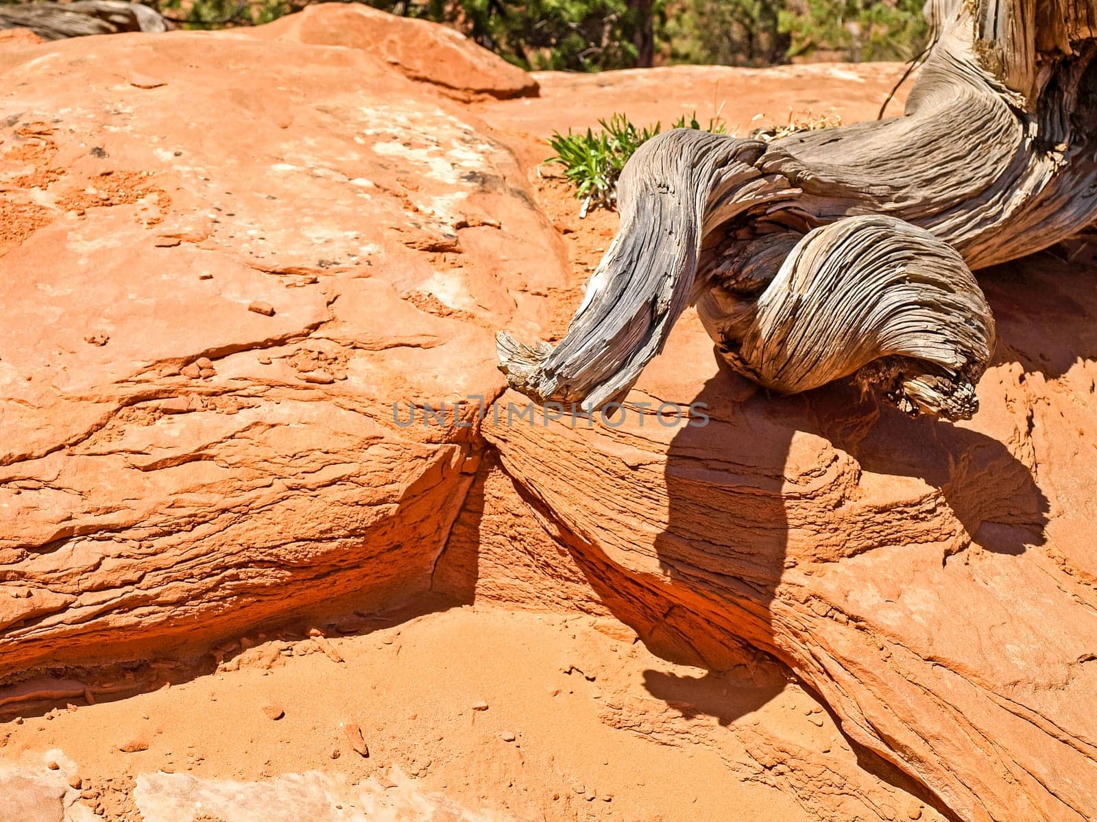 Nature National Park, Utah. The landscape and rocks. Roads and propinki Park, Utah.