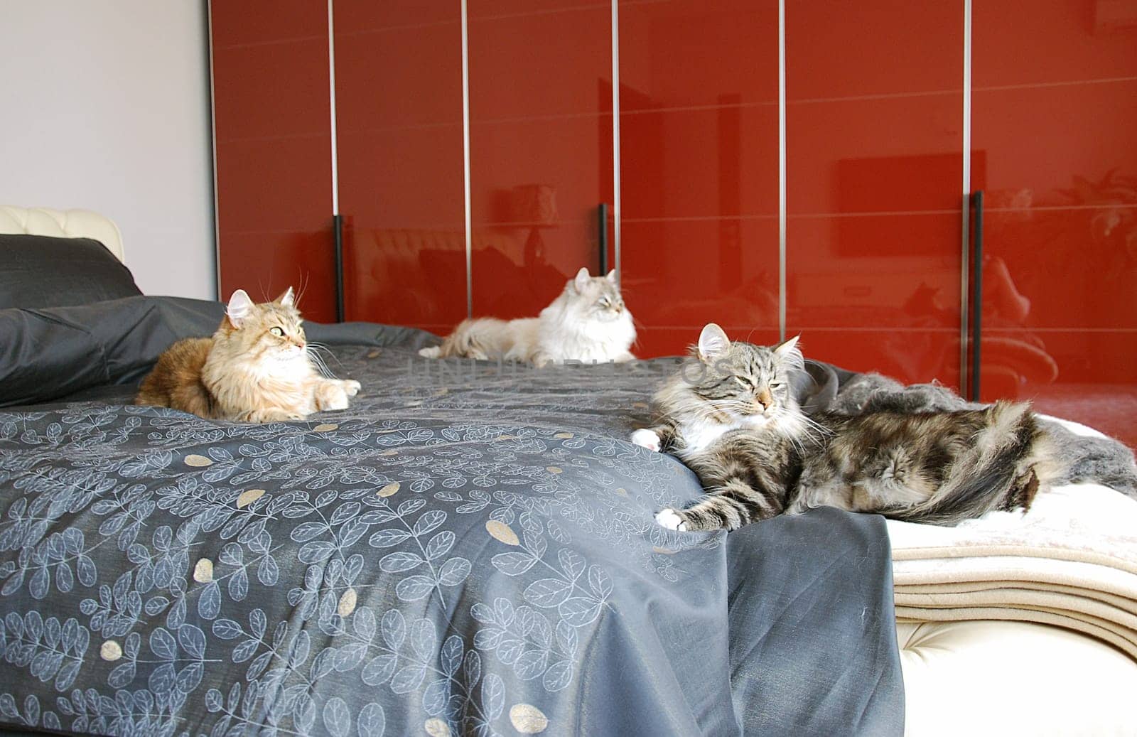 Cats, a lovely fluffy a pets