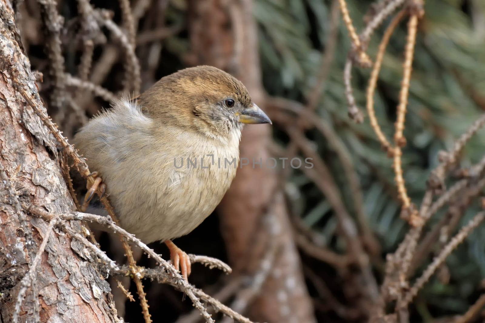 House sparrow female sitting in a tree