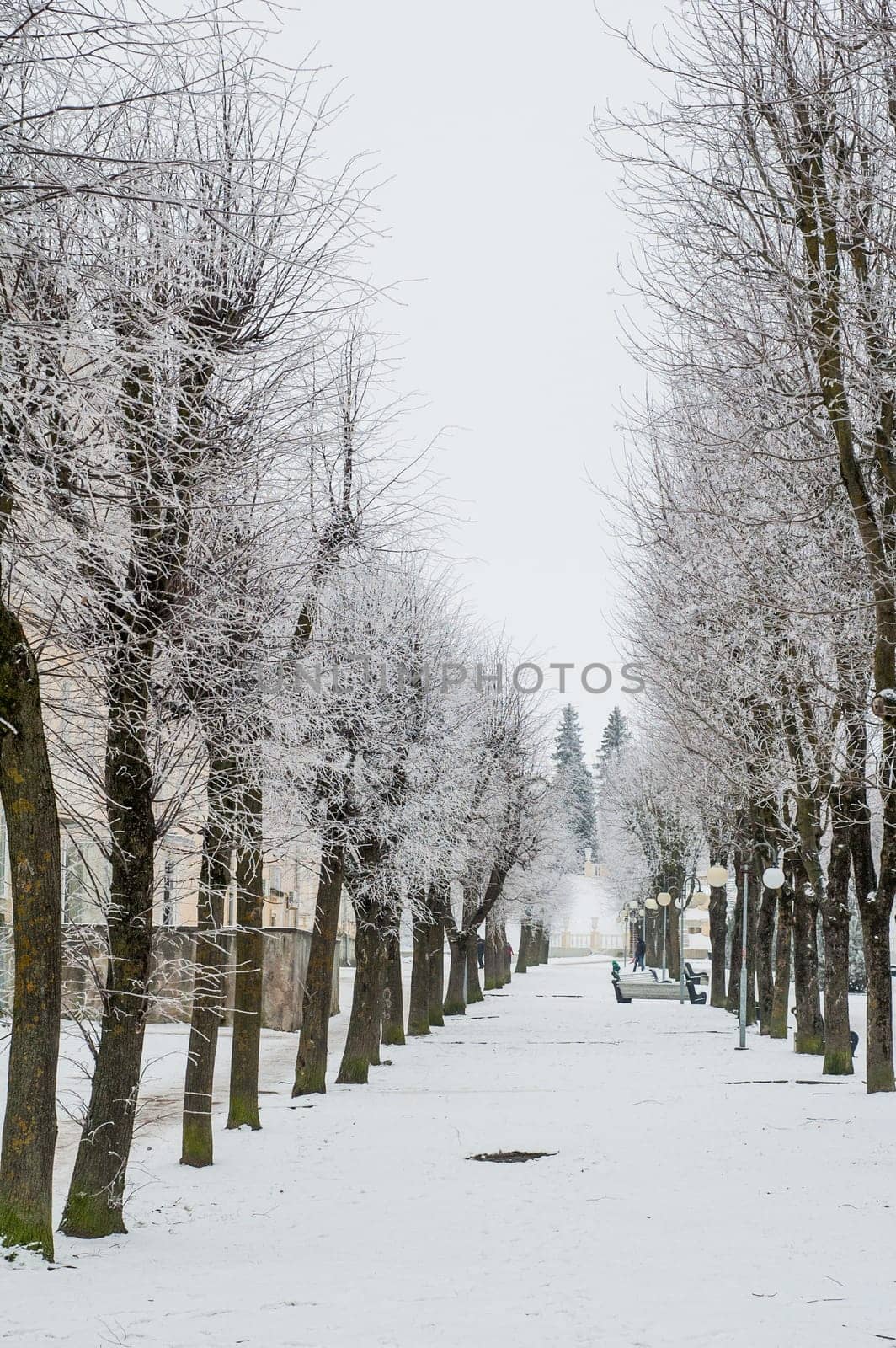 City park in the winter, the trees covered with hoarfrost