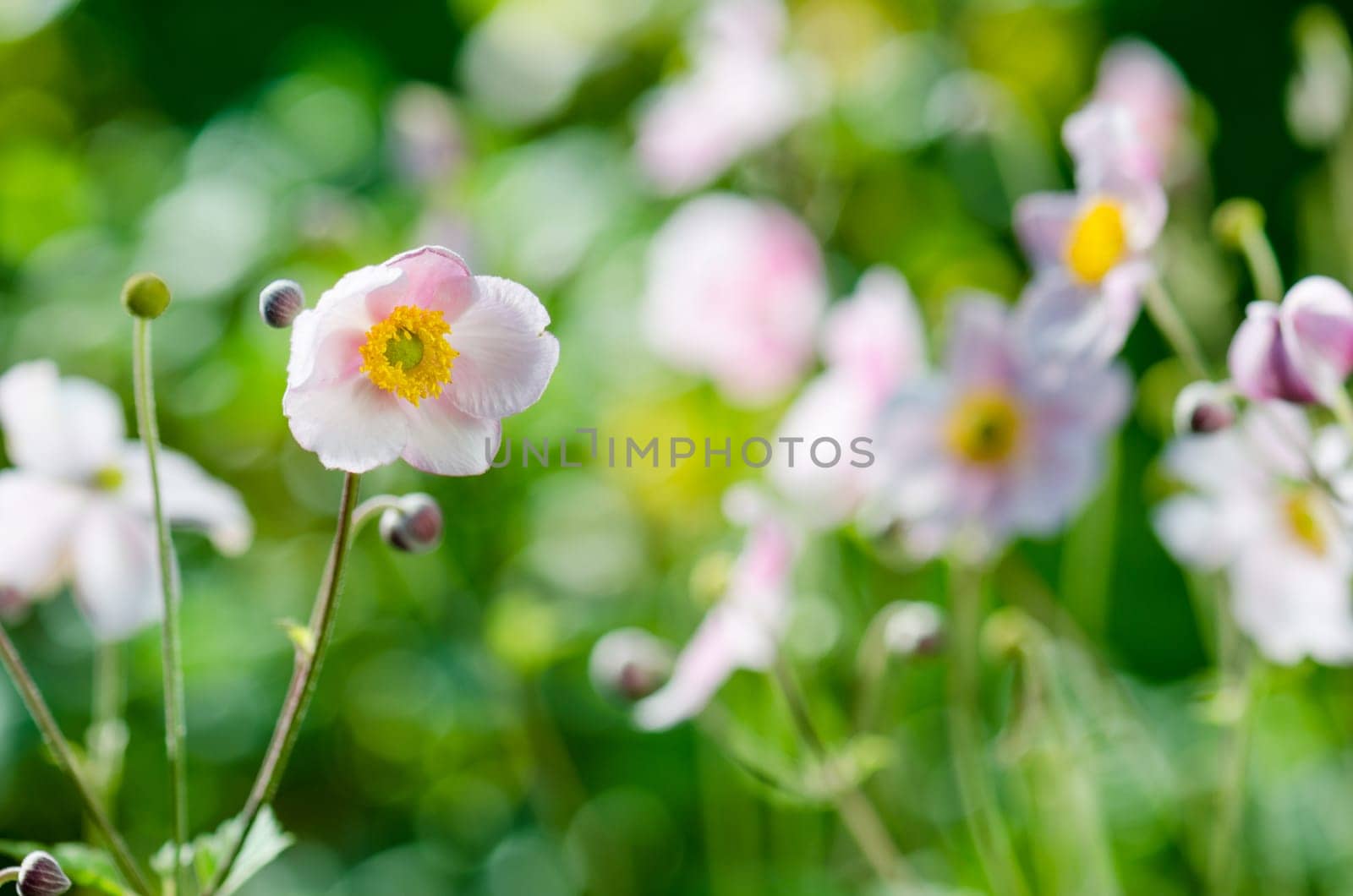 Pale pink flower Japanese anemone, close-up. Note: Shallow depth of field