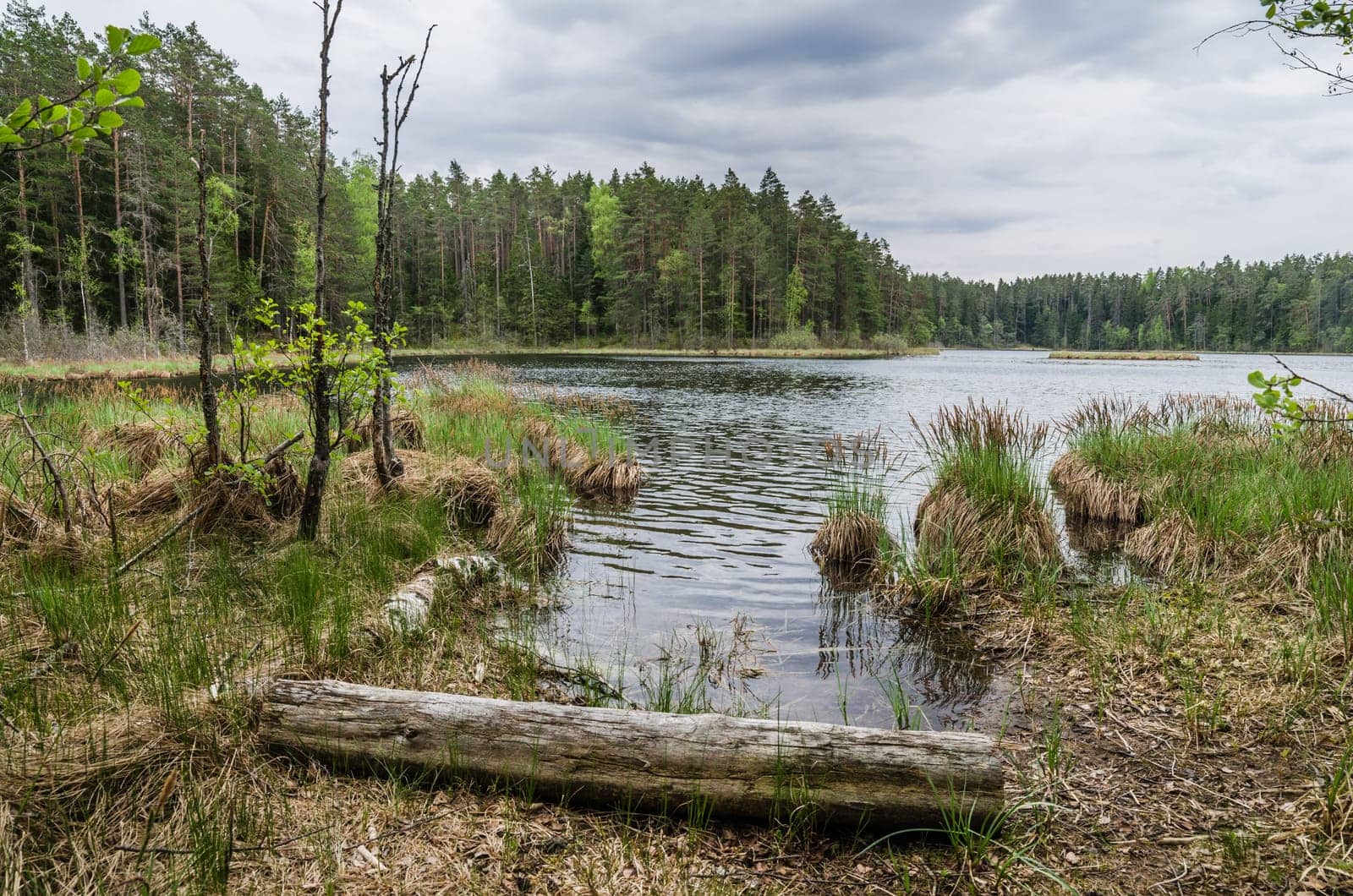 Spring landscape in the forest lake