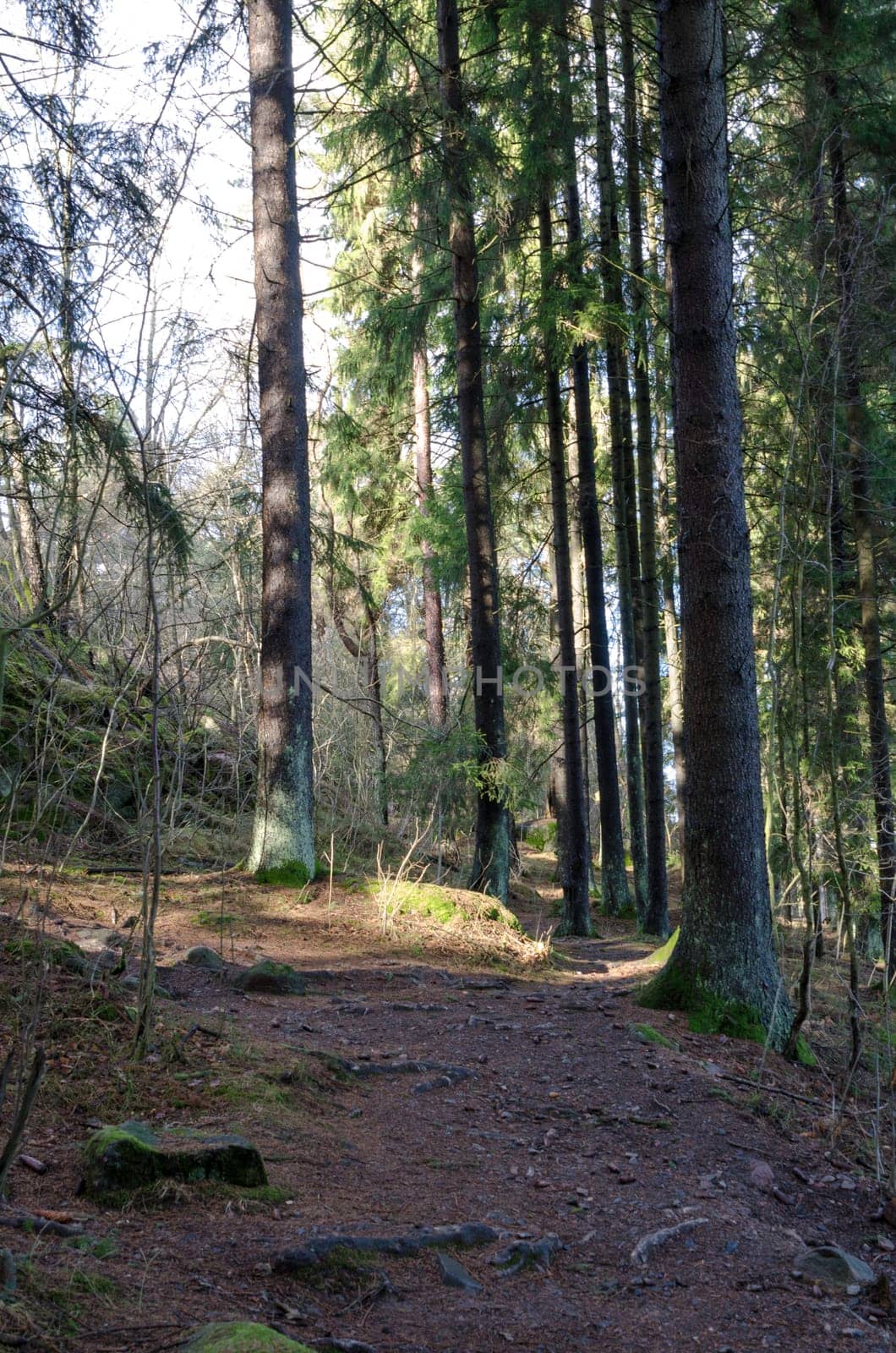 the sun is shining down between the trees on the stone