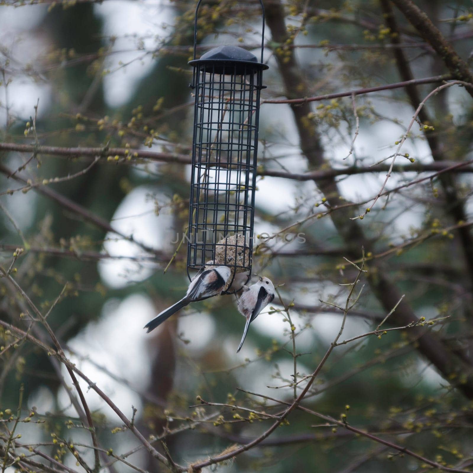 two little beutiful bird watching and eating from the feed in the three