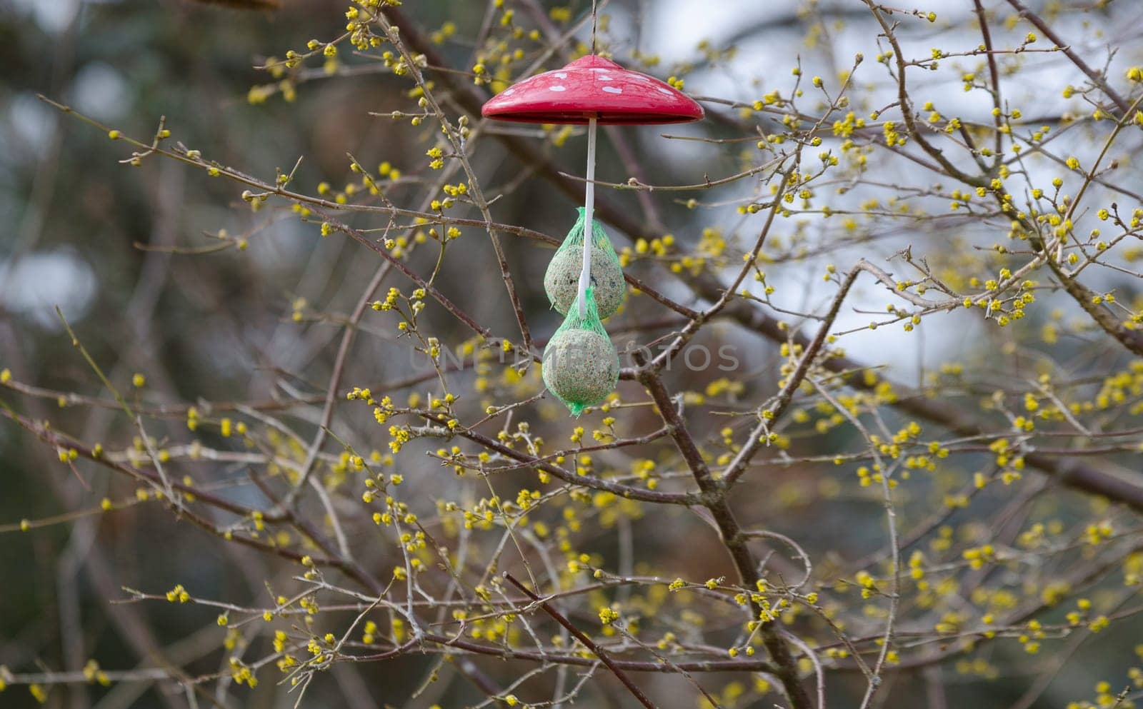 feeding the bird with suet balls hanging in the tree