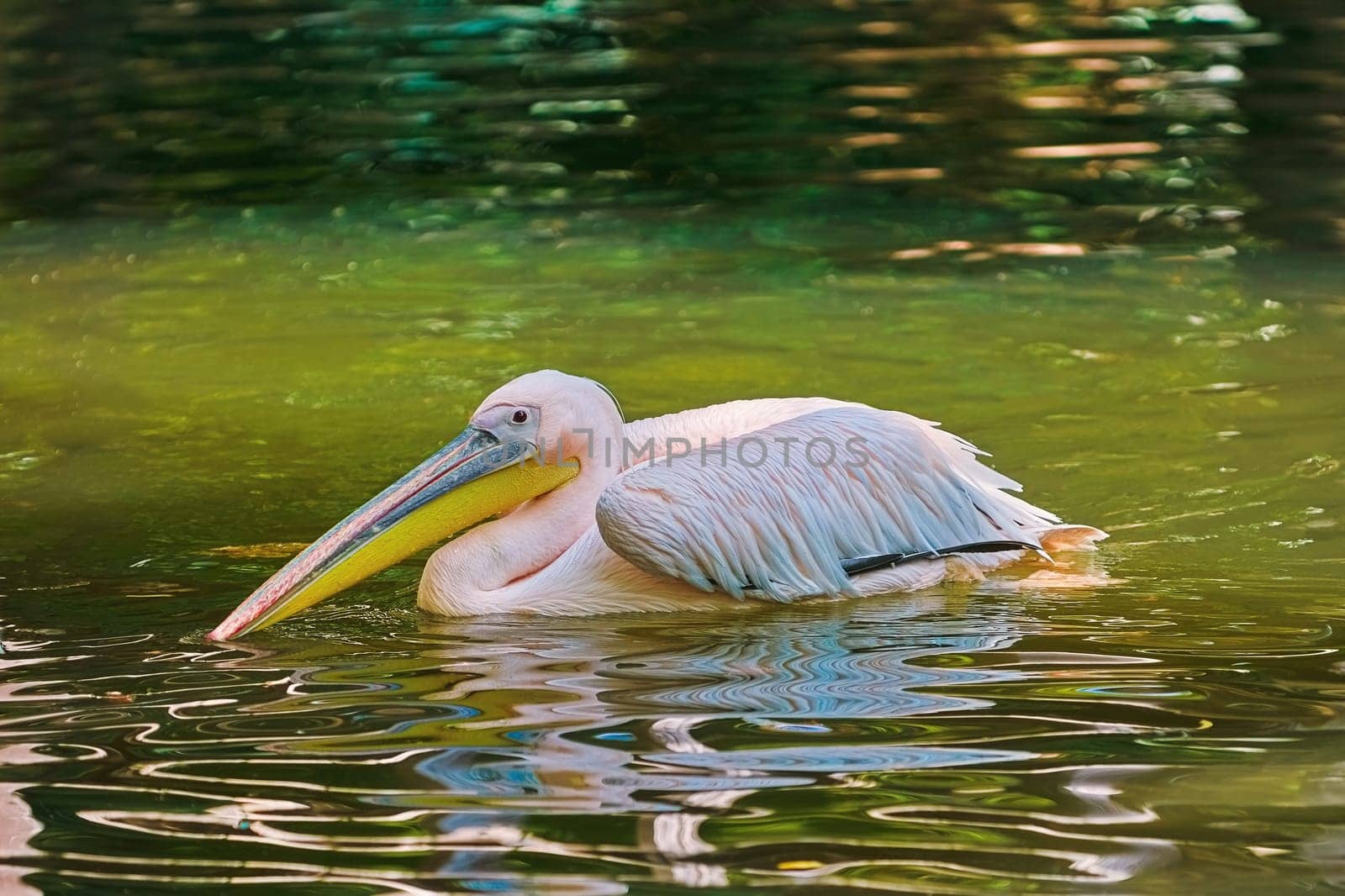 Pelican on Water Surface of the Pond