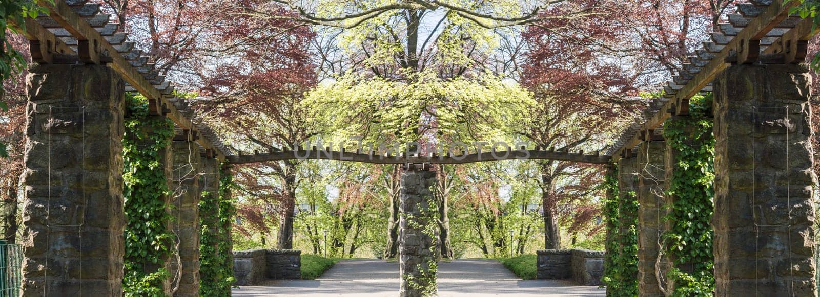 Wooden pergola overgrown with ivy in a park.