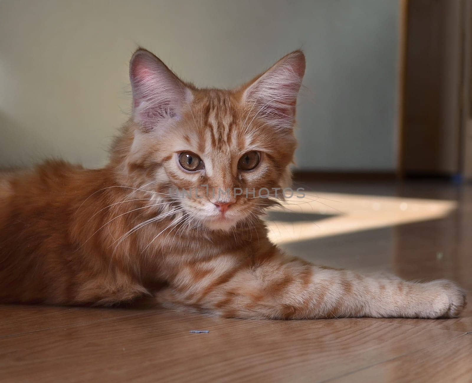 Cats, a lovely fluffy a pets