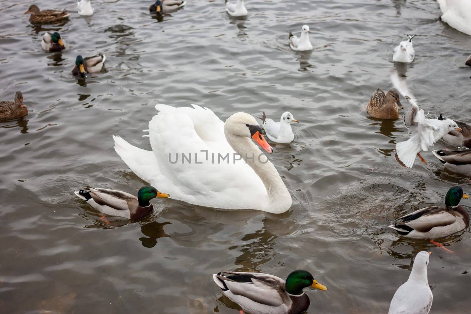 one white beautiful swan among other small grey birds
