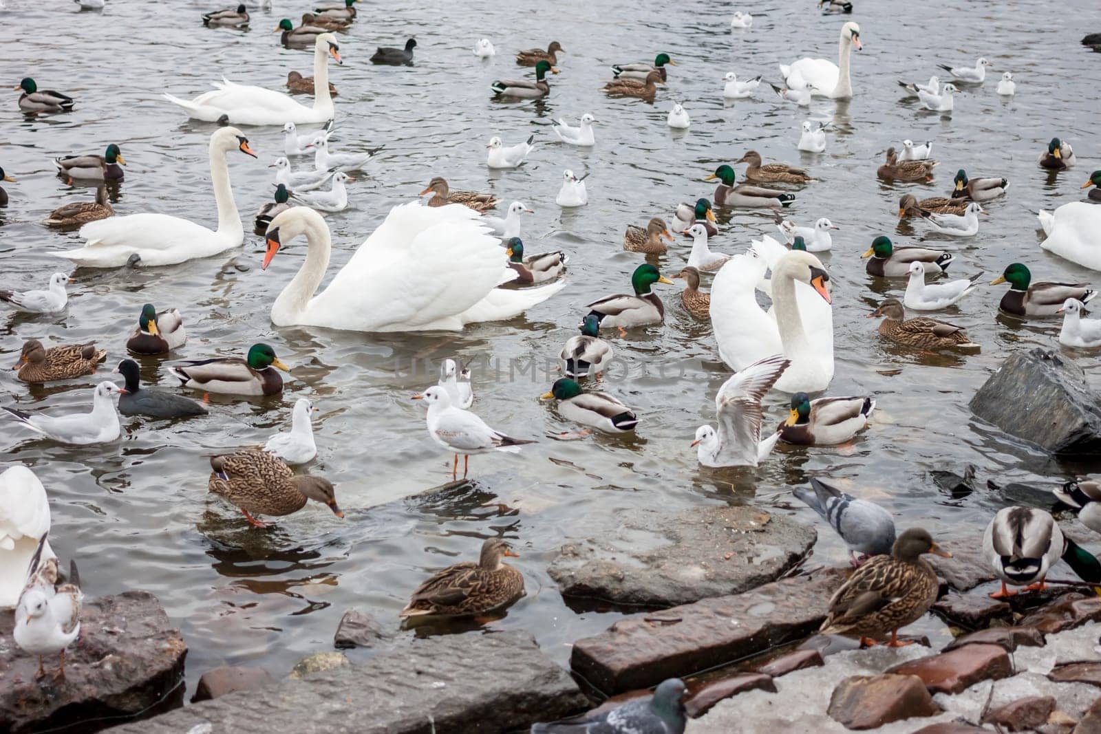 white swans and ducks on river in Prague