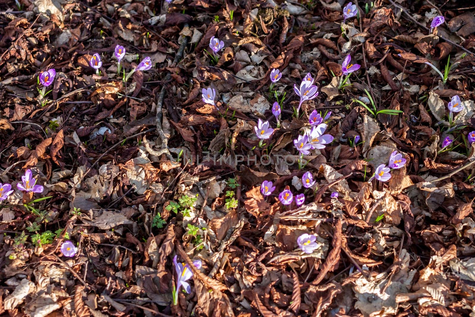 beautiful spring violet crocuses blooming in forest