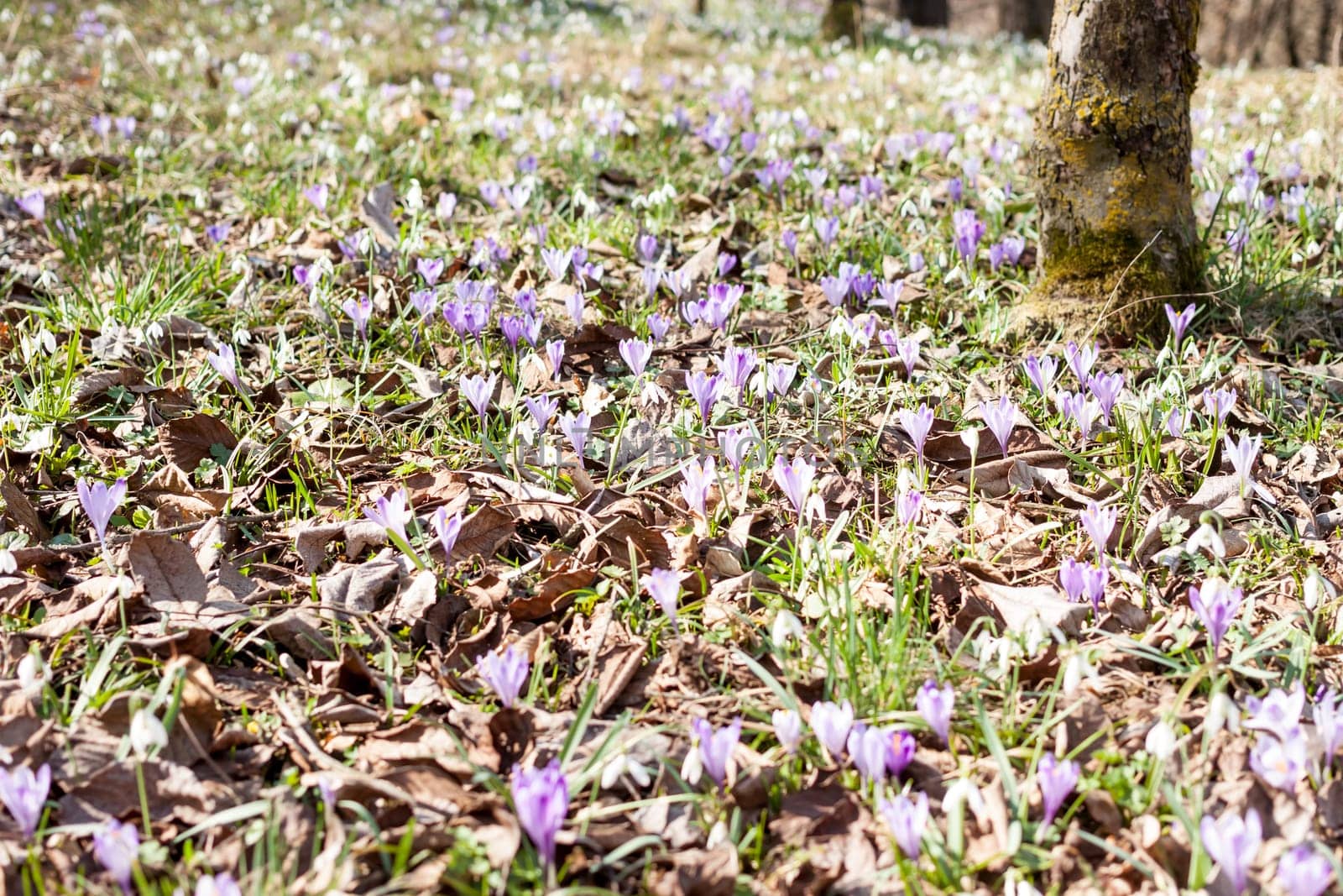 beautiful spring violet crocuses and white snowdrops blooming in forest