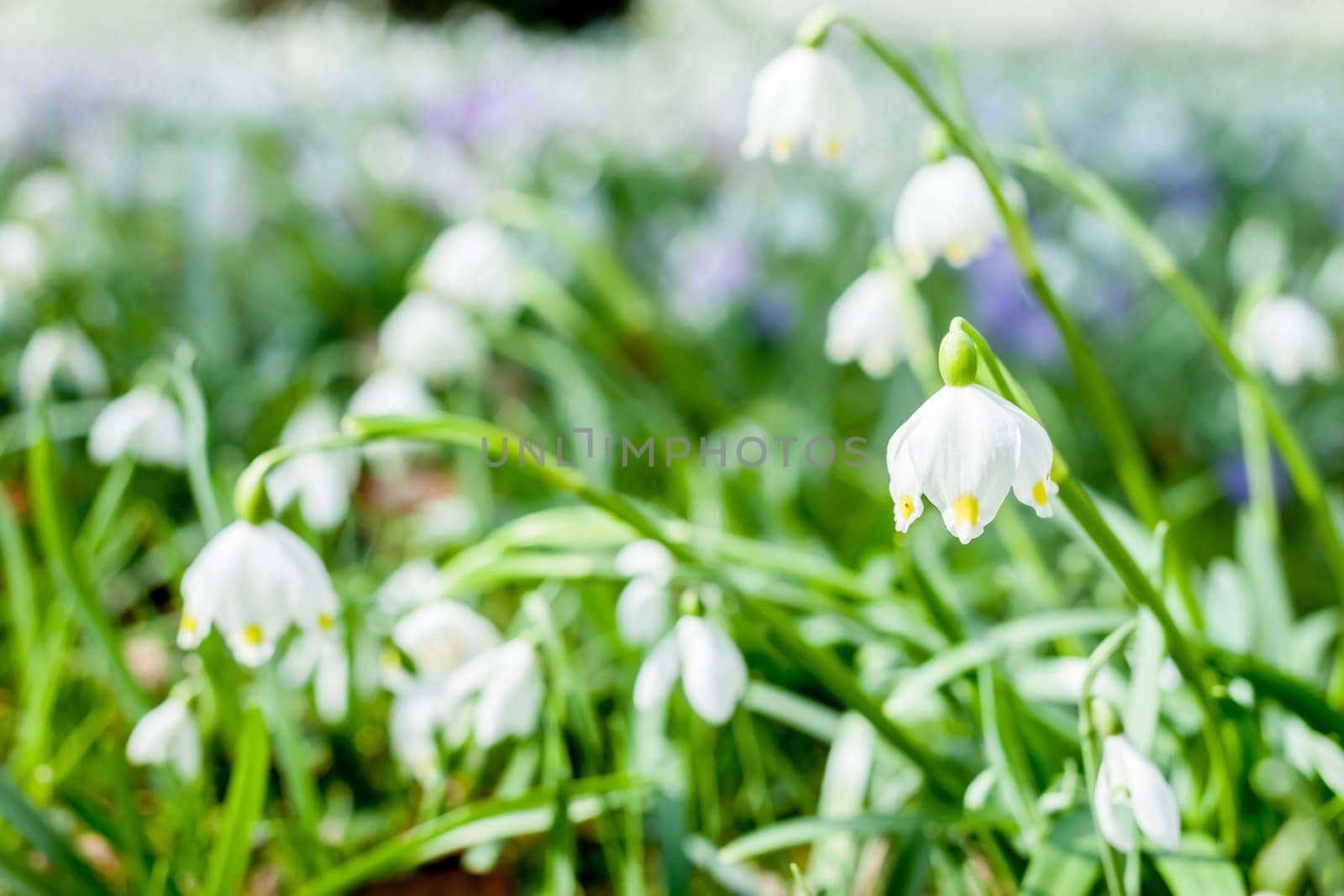 many beautiful spring white snowdrops blooming in nature