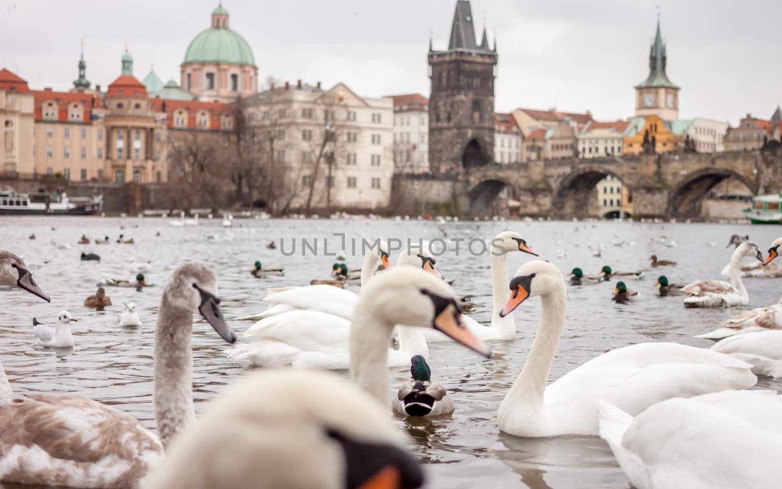 white swans and ducks on river in Prague