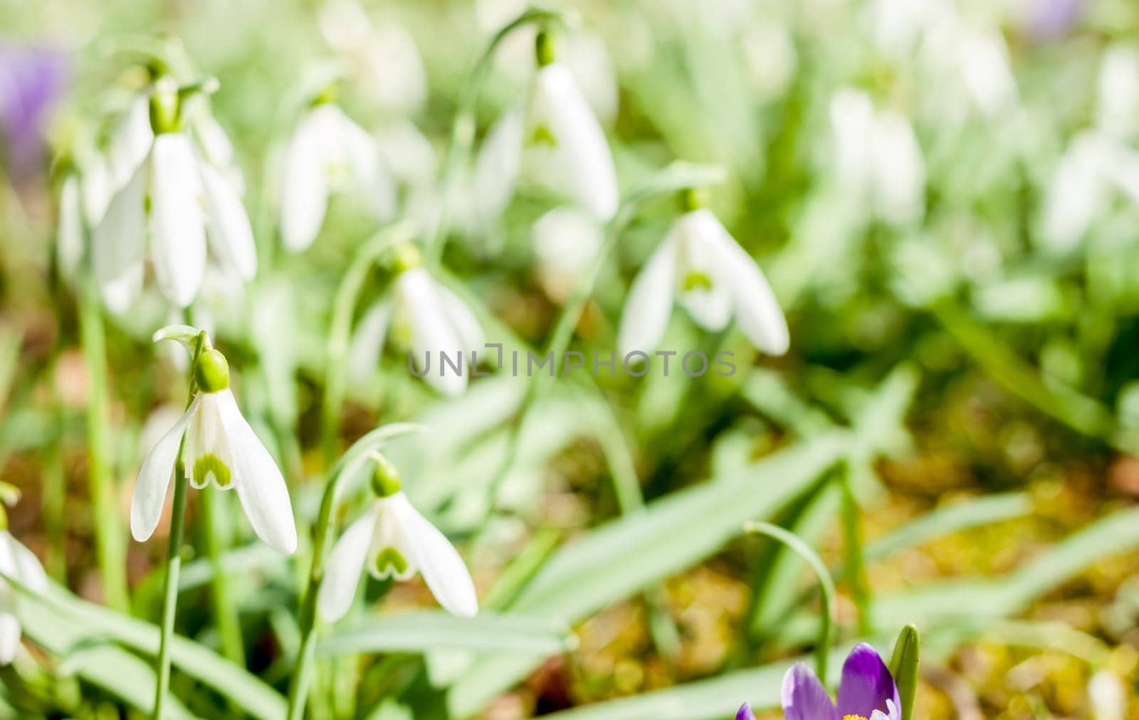 many beautiful spring white snowdrops blooming in nature