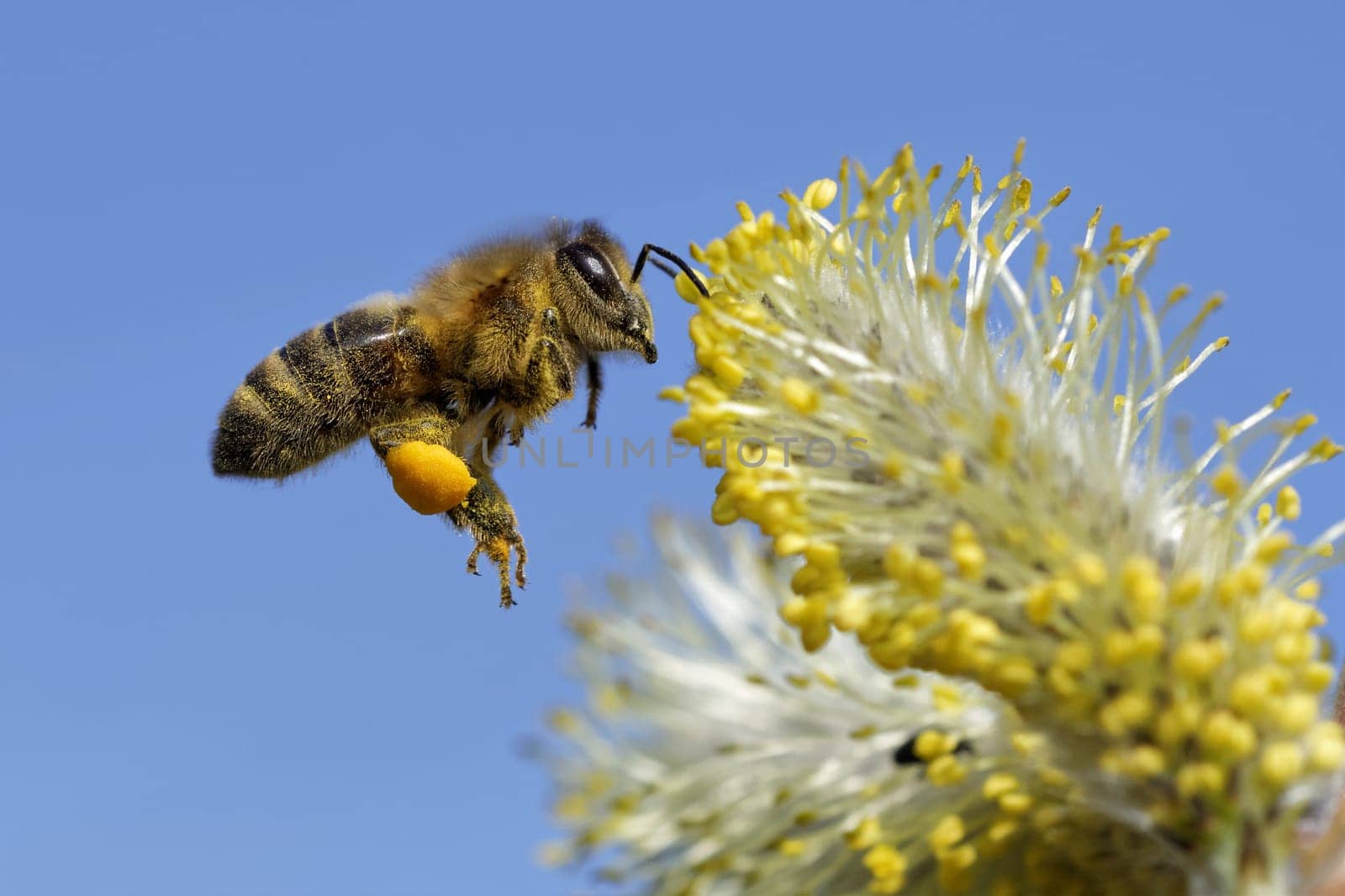 Bee on the willow kitten
