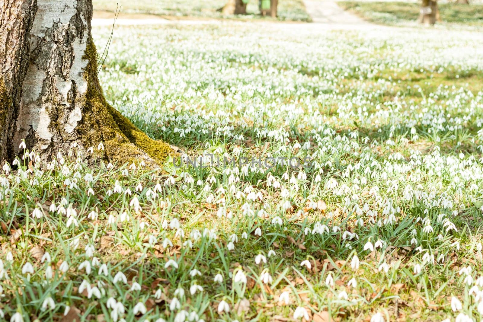 many beautiful spring white snowdrops blooming in nature
