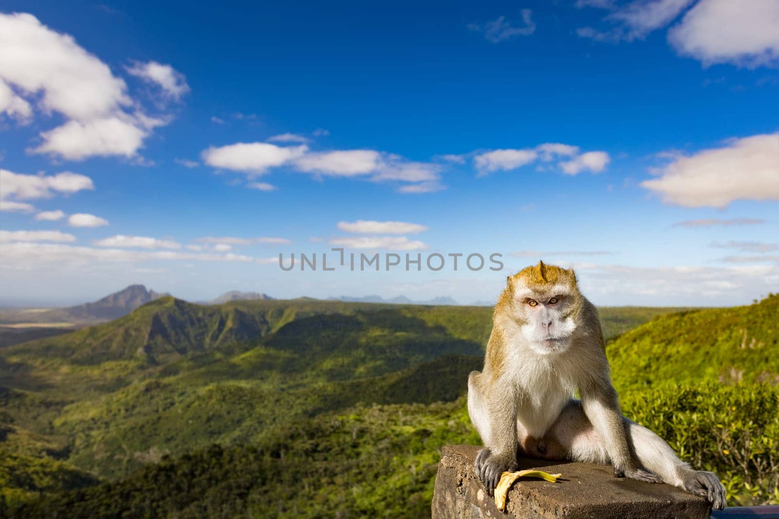Monkey at the Gorges viewpoint. Black River Gorges national park. Mauritius. Panorama