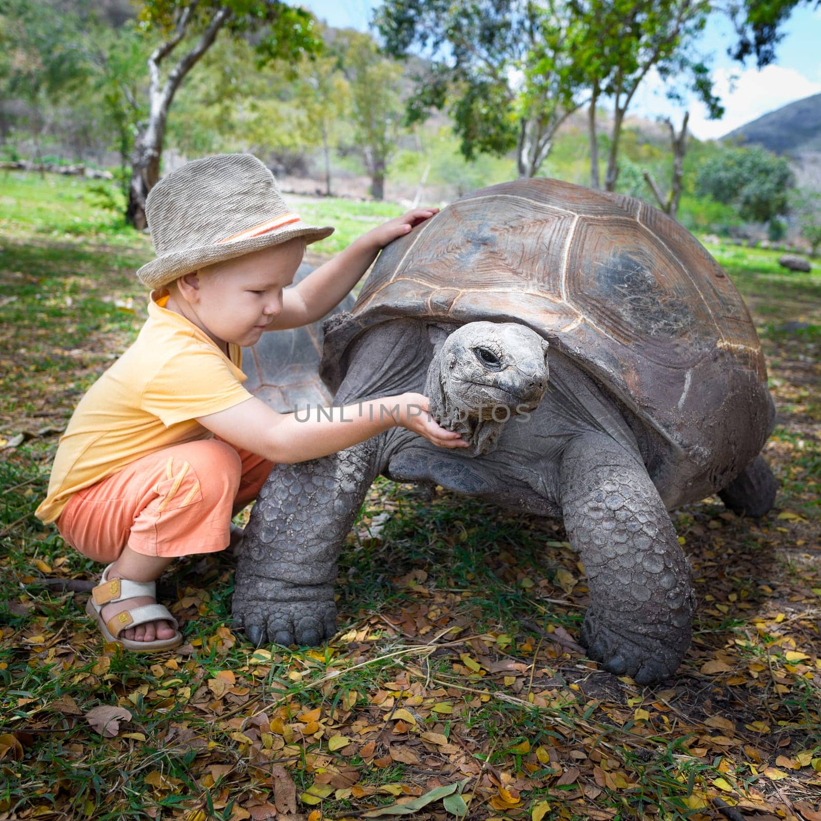 Child touching Aldabra giant tortoise. Mauritius