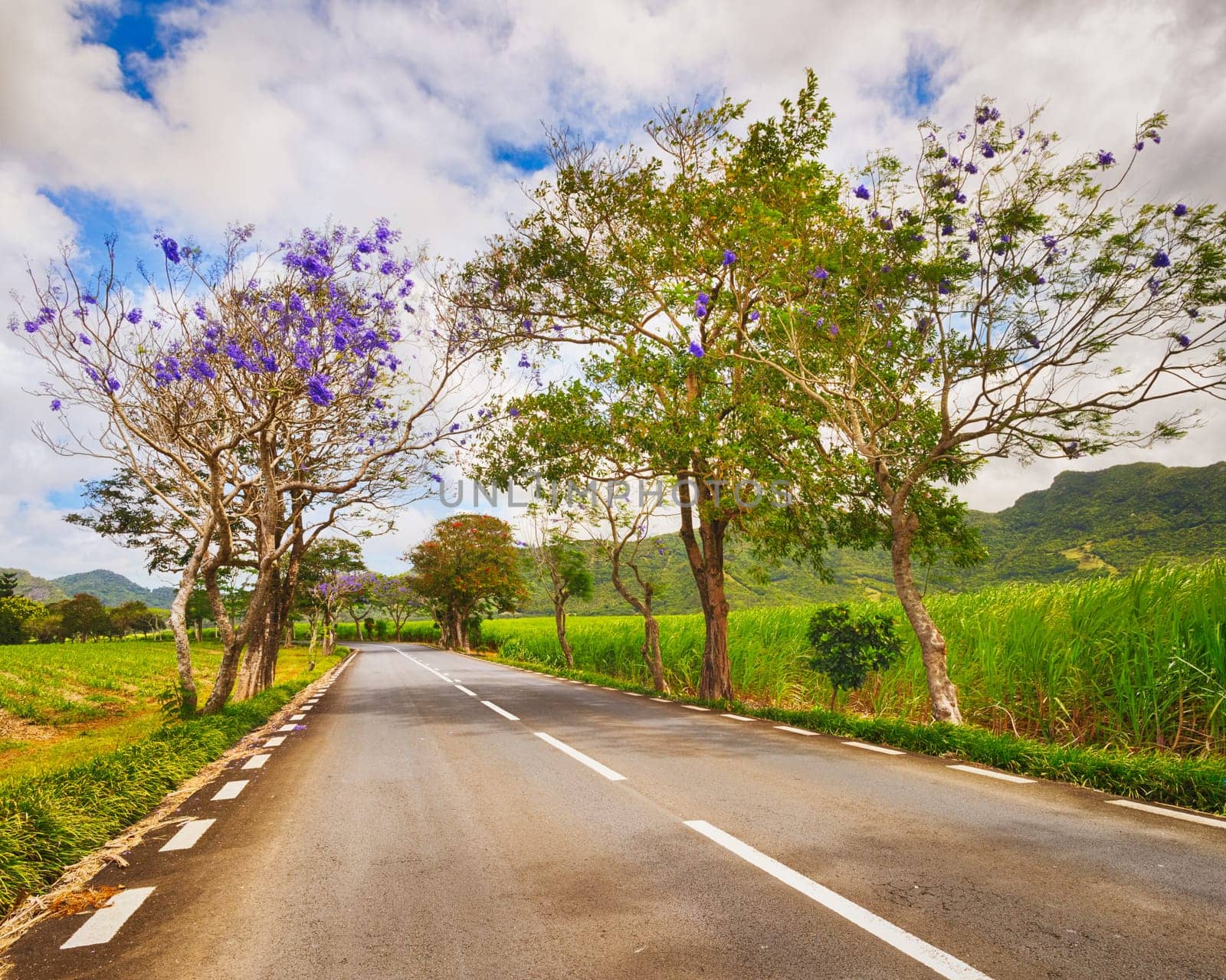 Trees in bloom and sugar cane plantations on a quite road among green hills landscape, Mauritius