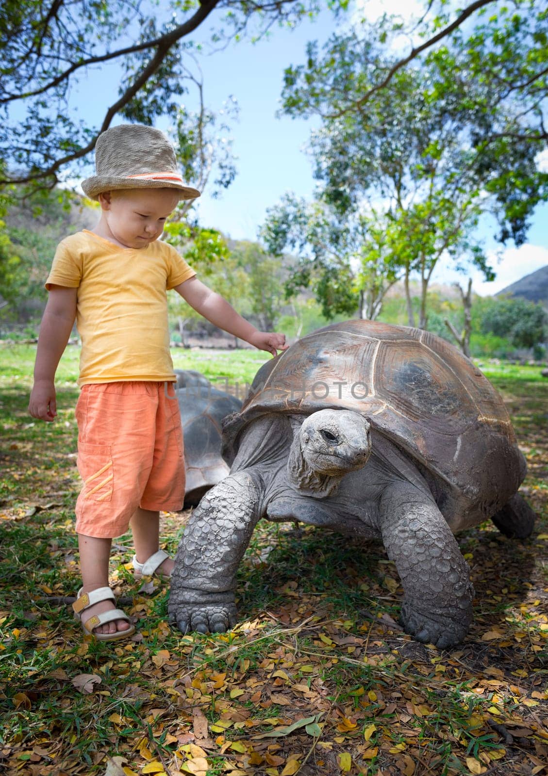 Child touching Aldabra giant tortoise. Mauritius