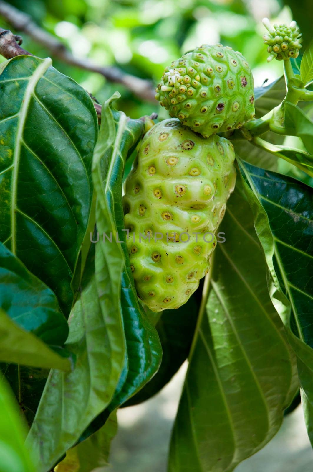 some noni fruit on the tree
