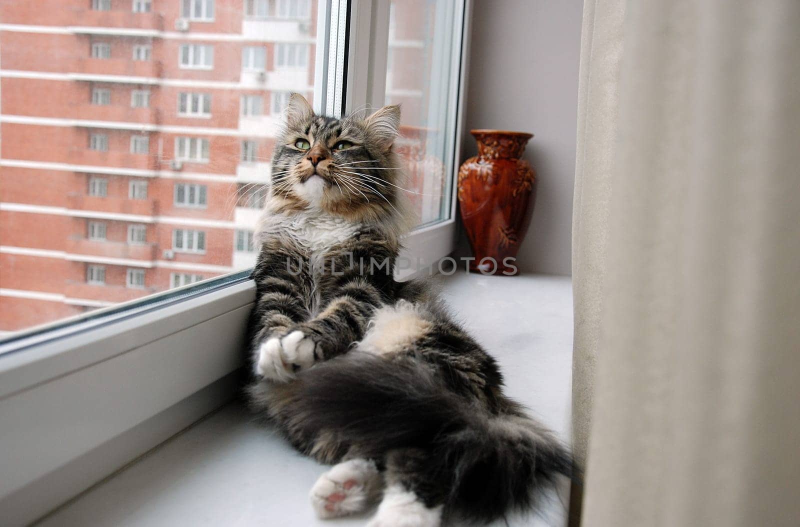 Cats, a lovely fluffy a pets