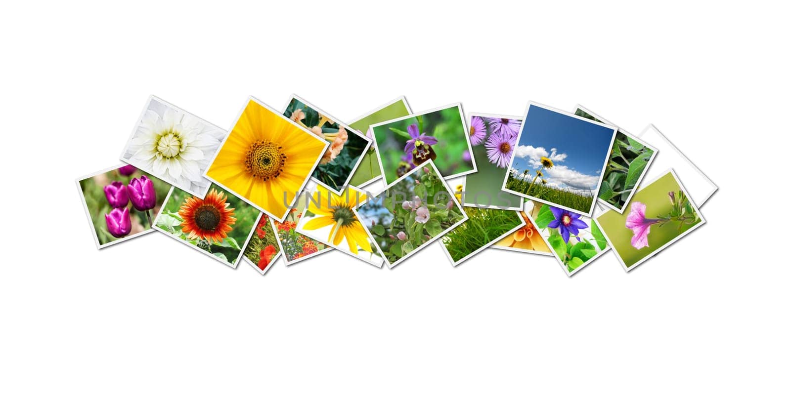 A collage with some of my flower images