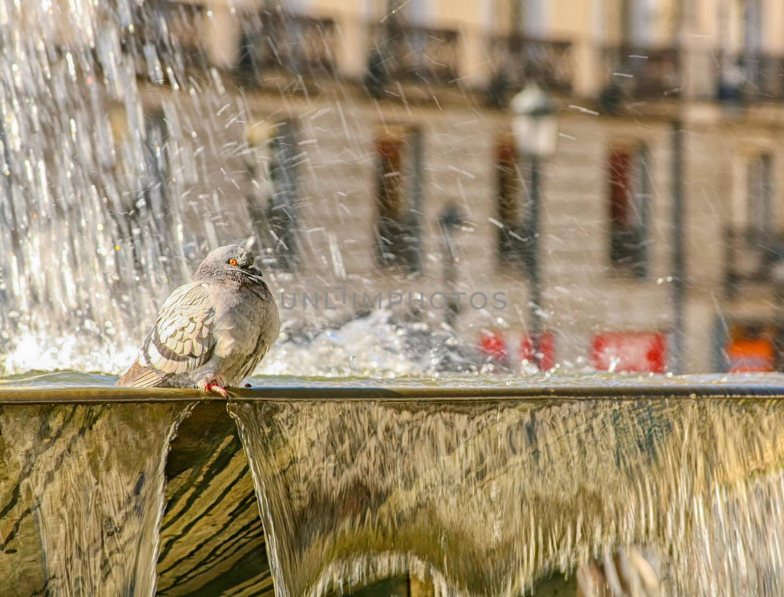 pigeon on the fountain have a bath .