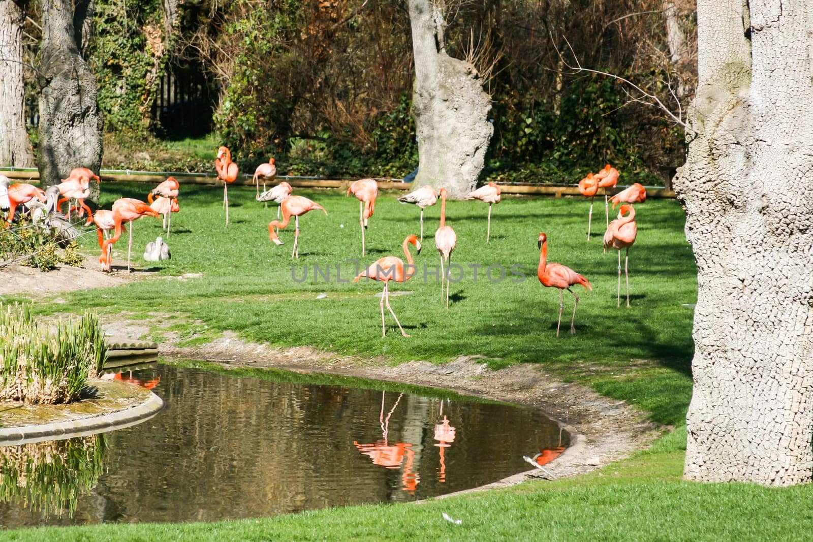 Pink Flamingos on the lawn in Madrid zoo