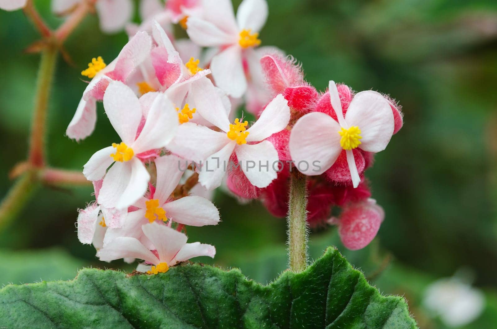Begia metallica a beutiful garden flower white and yellow