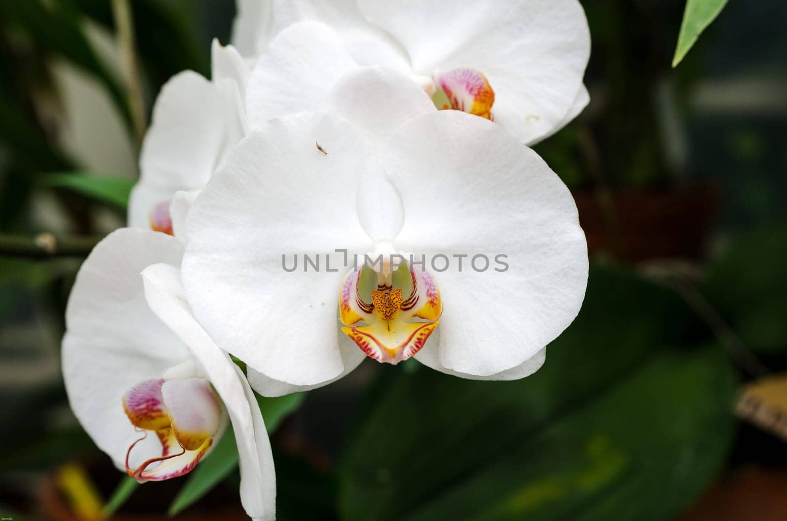 a beutiful white orchid  with little yellow in the middle of the flower
