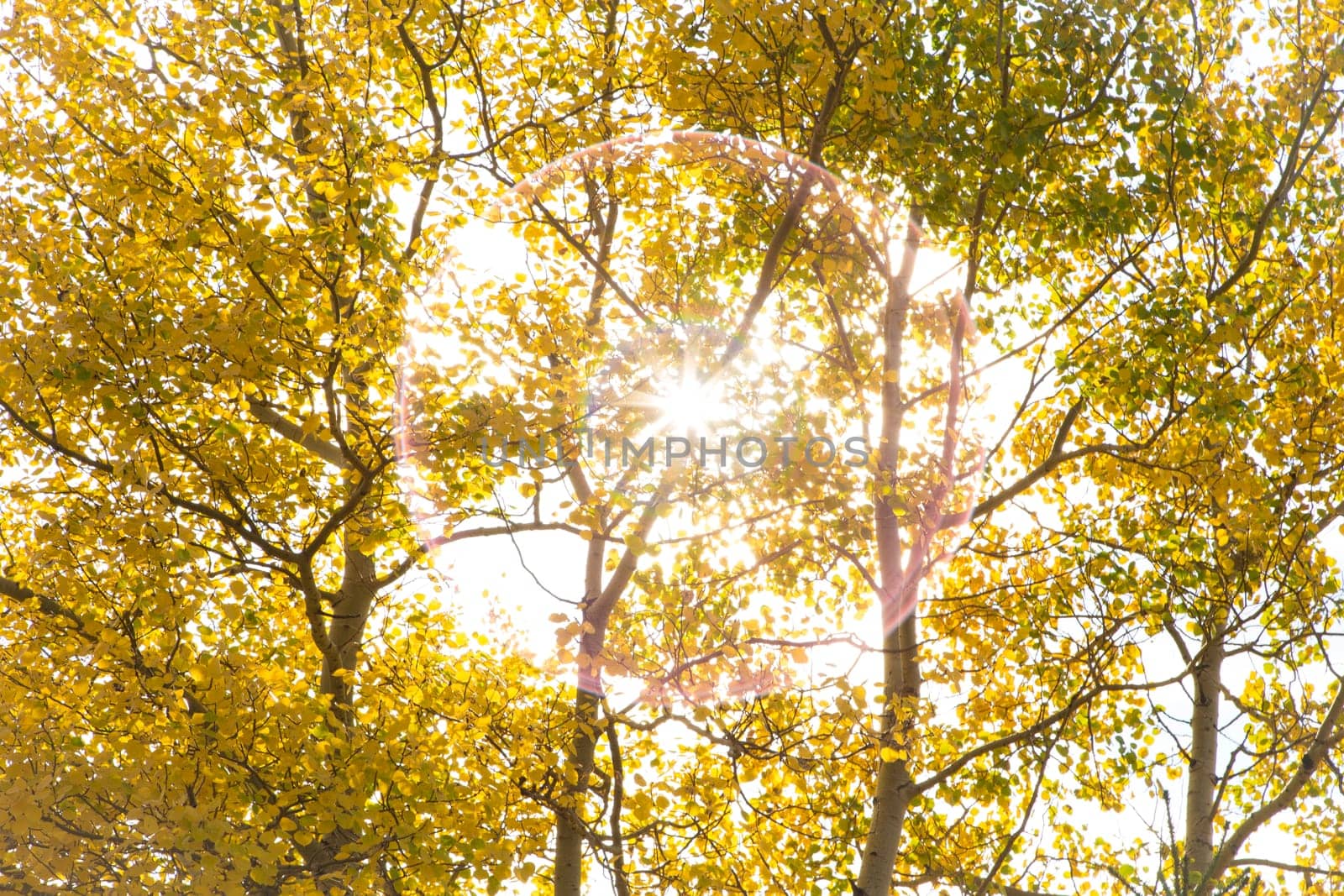 Autumn colored Aspen Poplar Trees backlit by the afternoon sun in the Rocky Mountains of Canada