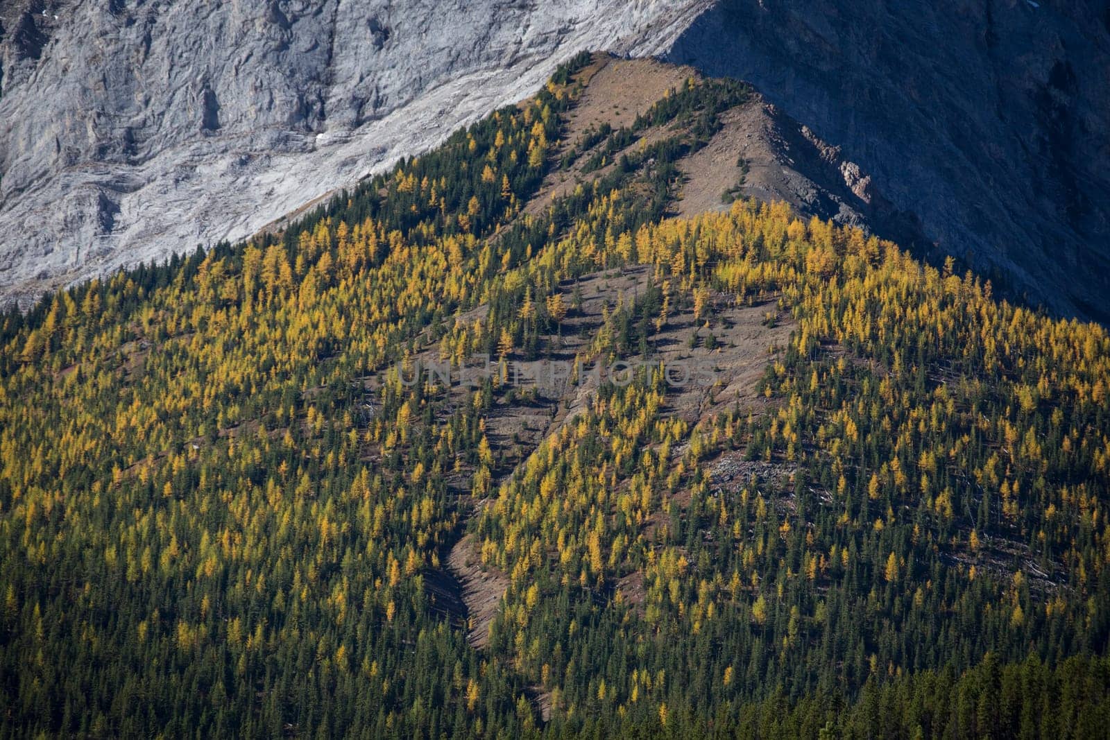 Brilliant yellow autumn Alpine Larch trees in the forests of the Canadian Rockies