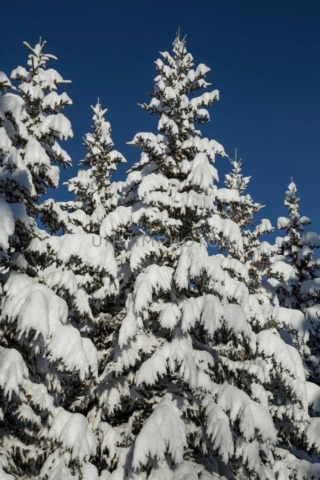Large amount of fresh snowfall on the branches of spruce trees
