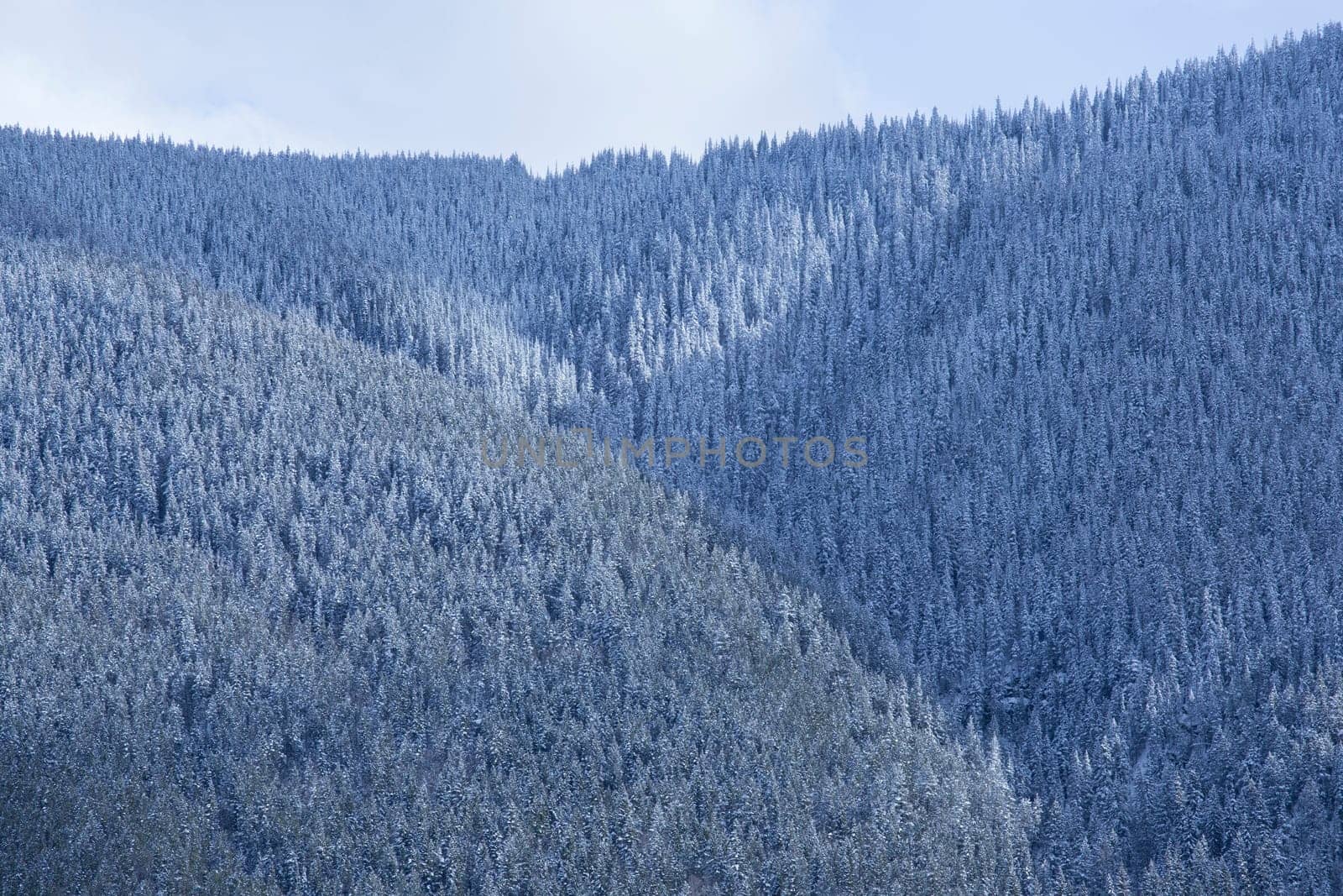 The forest after a snowfall on a mountainside in the Canadian Rockies