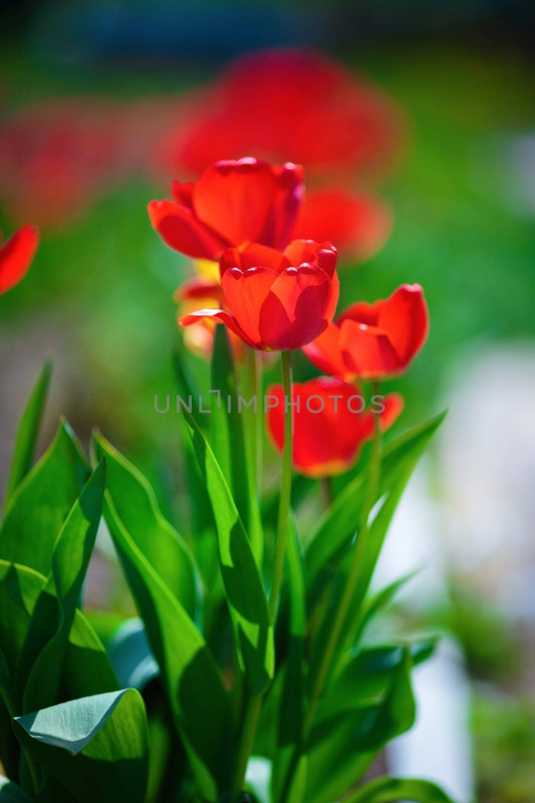 Red tulips brightly lit by the sun. Tulips in the spring. Shallow depth of field. Selective focus. Vertical shot.