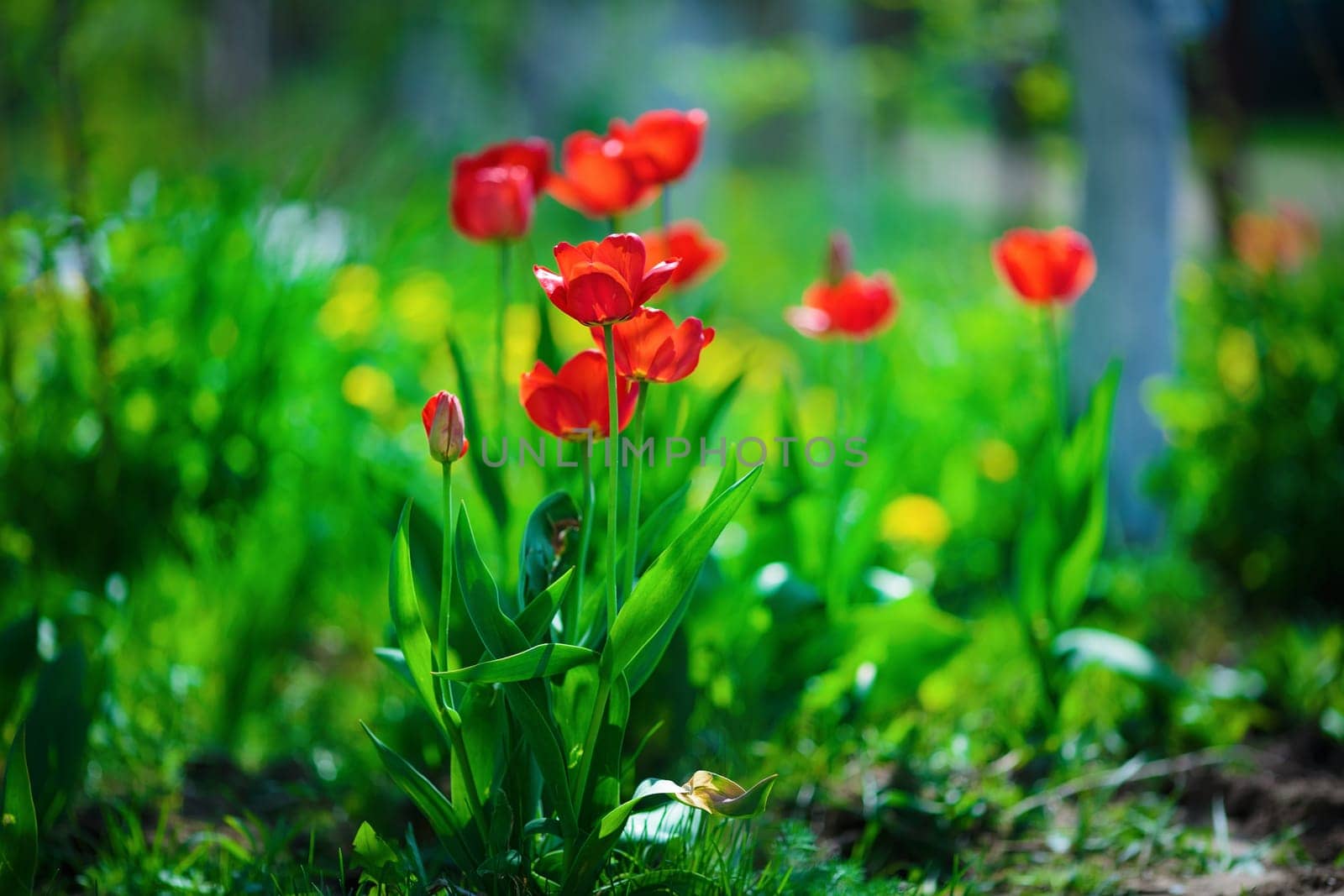 Red tulips brightly lit by the sun. Tulips in the spring against a background of green vegetation. Shallow depth of field. Selective focus.