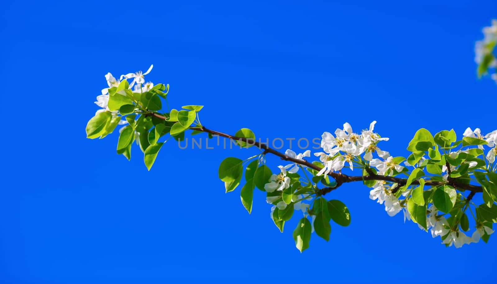 Blossoming tree branch against a clear blue sky on a sunny spring day. Blooming tree. Spring flowering.