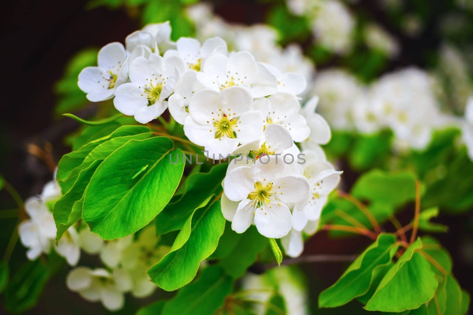 Blossoming tree branch with white flowers and bright green leaves. Tree in bloom. Spring flowering. Shallow depth of field. Selective focus.
