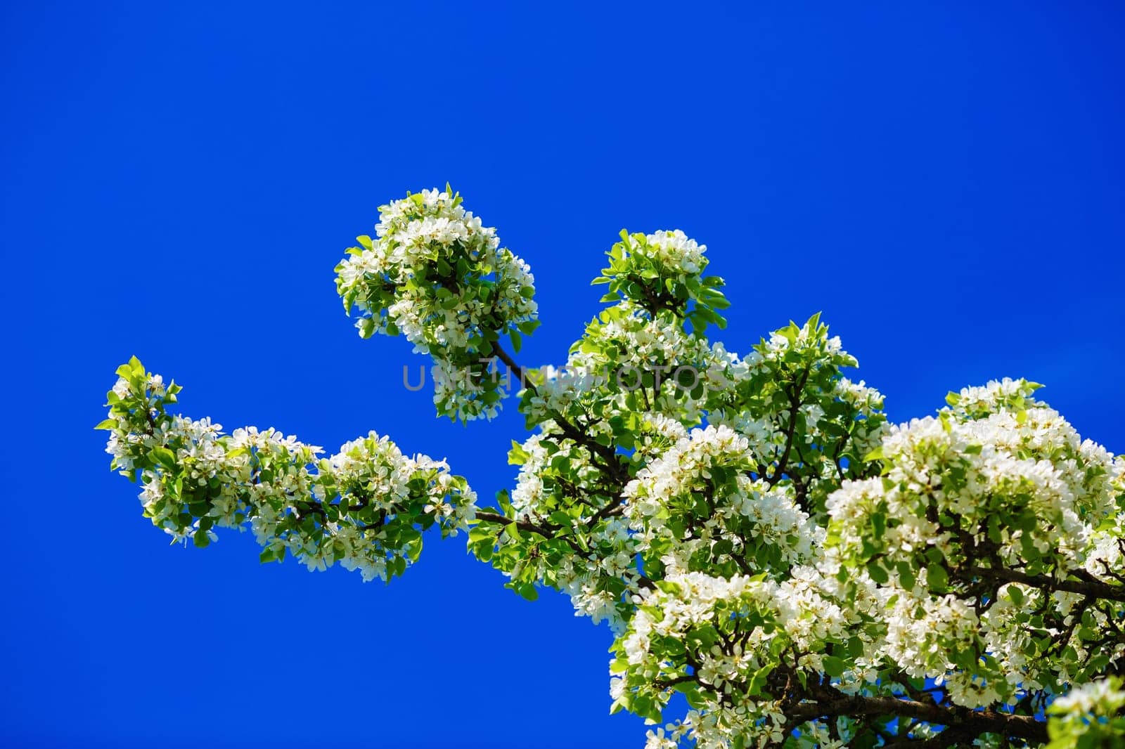 Tree in bloom. Blossoming tree branch with white flowers against a clear blue sky on a sunny spring day. Blooming tree. Spring flowering.