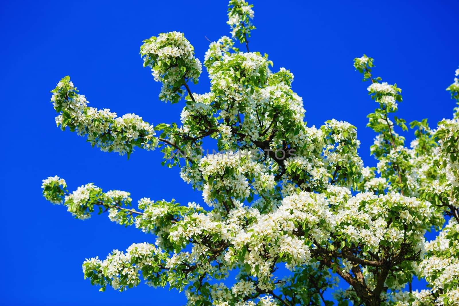 Spring flowering tree. Blossoming tree with white flowers and green leaves against the blue sky background. Spring flowering. Blooming tree.