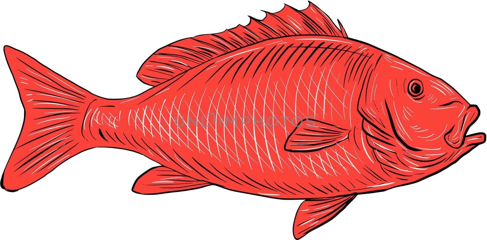 Drawing sketch style illustration of an Australasian snapper, silver seabream, Pagrus auratus, a species of porgie found in coastal waters of Australia, Philippines, Indonesia, China, Taiwan, Japan and New Zealand swimming viewed from the side set on isolated white background.