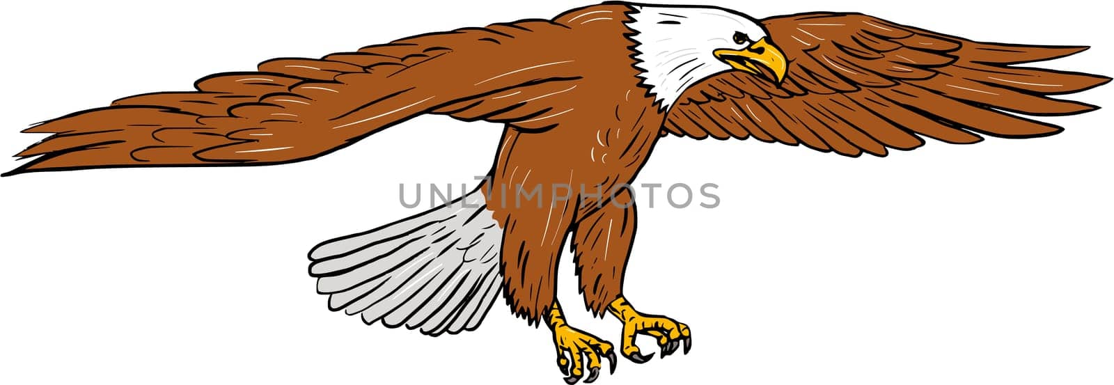 Drawing sketch style illustration of bald eagle swooping wings flapping viewed from the side set on isolated white background.