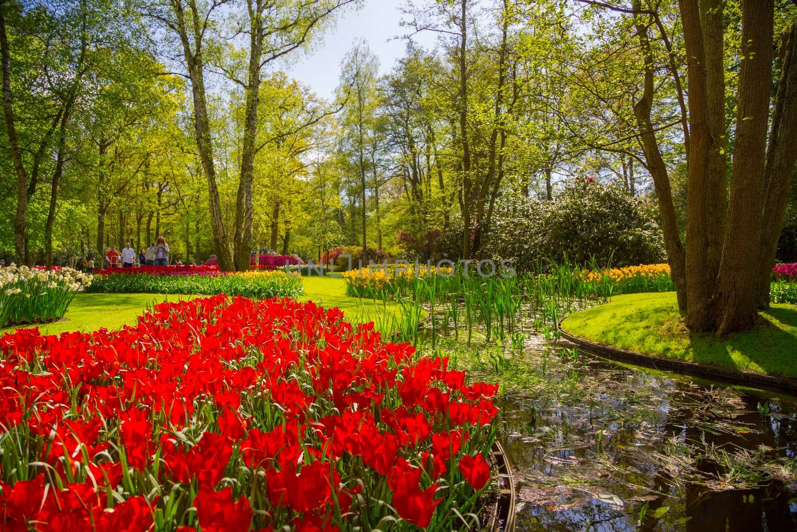 Lisse, Netherlands - May 7, 2016: Colorful tulips in the Keukenhof park, Netherlands. Flower bed of colourful tulips in spring. Keukenhof park, Netherlands. Fresh blooming tulips in the spring garden. Blooming flowers in Keukenhof.