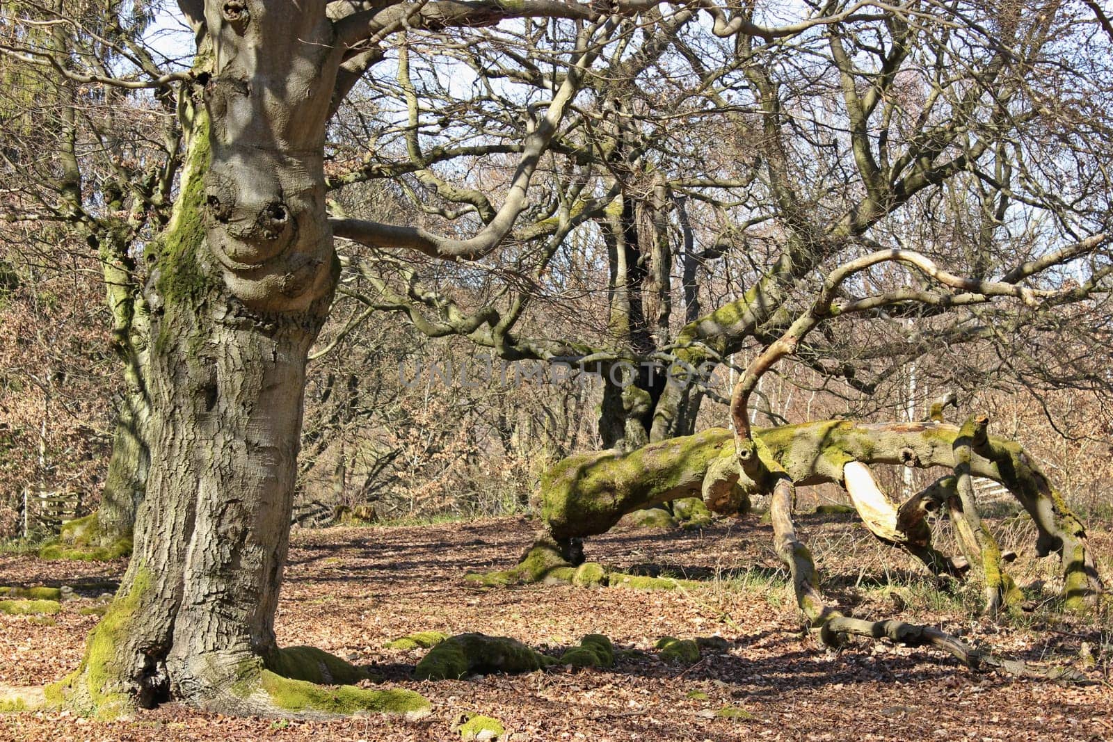 Bizarre beech with face in hutewald Halloh