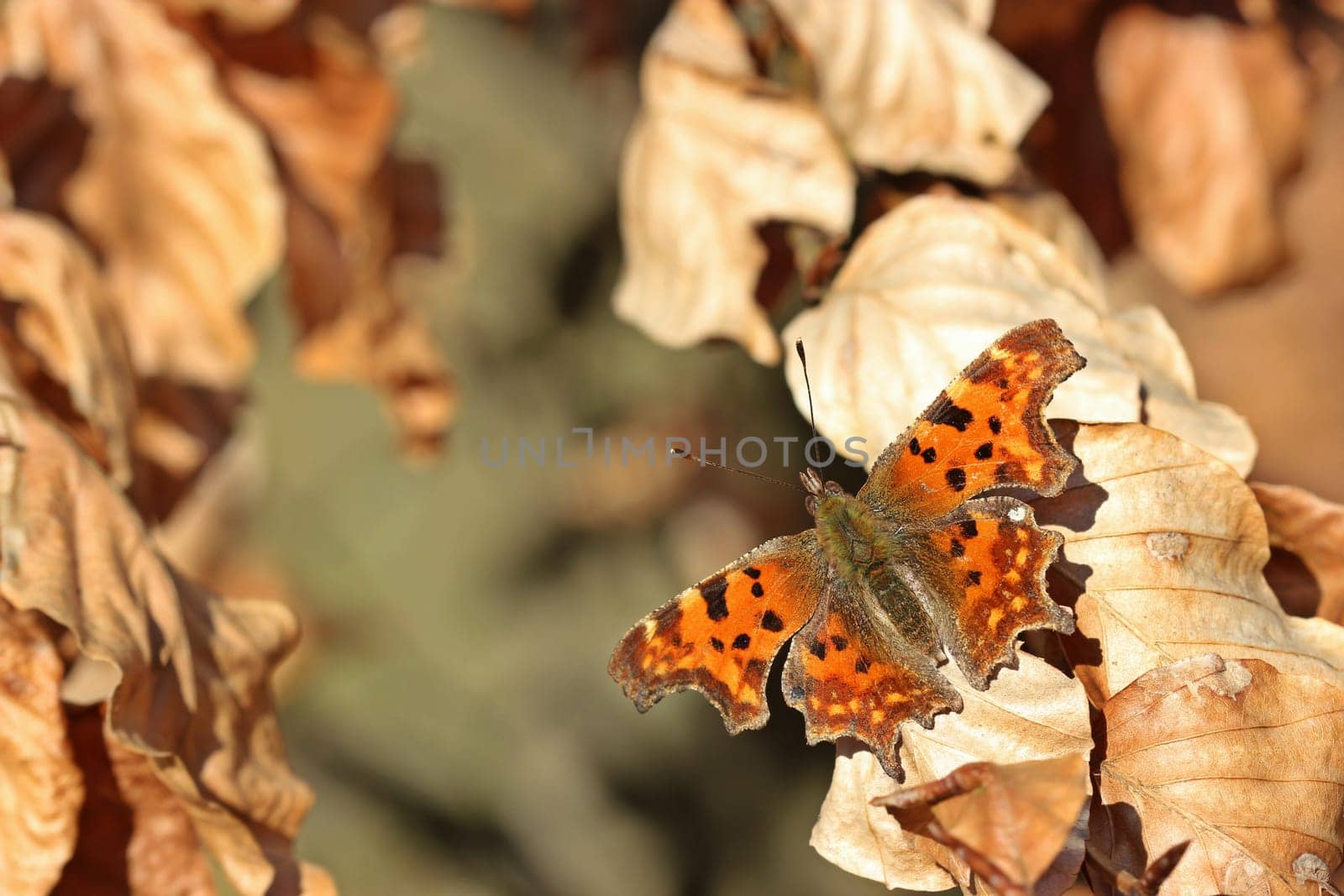 C-moth (Polygonia c-album) in spring on beech branch