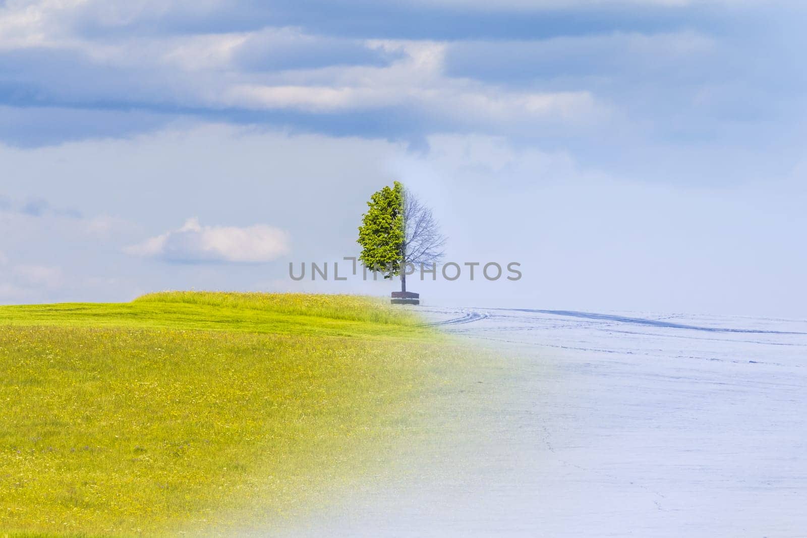 Nature weather visual with a single tree on a hill. A warm meadow has a transition to cold snow. Juicy leaves have a transition to icy branches.